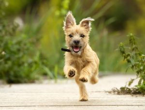 Preparing Your Home For A Dog with exercise